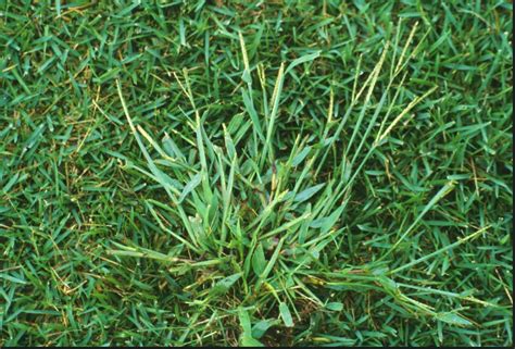 Crabgrass - Best Manual Lawn Aerator