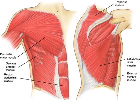 Figure 7 from Relevant surgical anatomy of the chest wall. | Semantic ...