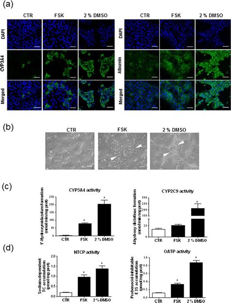 Location and functionality of hepatic markers in FSK-treated HepaRG ...