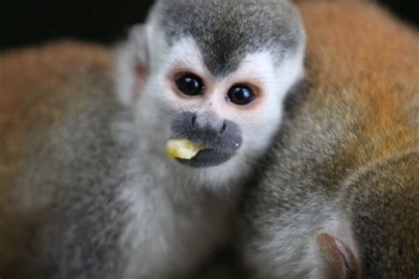 Squirrel Monkey Eating a Banana #1 | Blake | Flickr