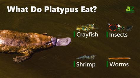 What Does The Platypus Eat? - A-Z Animals