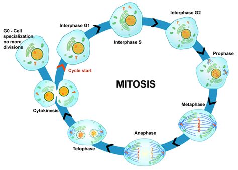 BIOLOGY LECTURE ON CELL DIVISION(MITOSIS AND MEIOSIS)