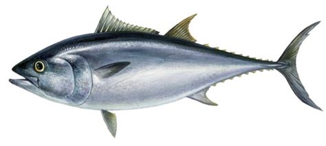 Thunnus thynnus