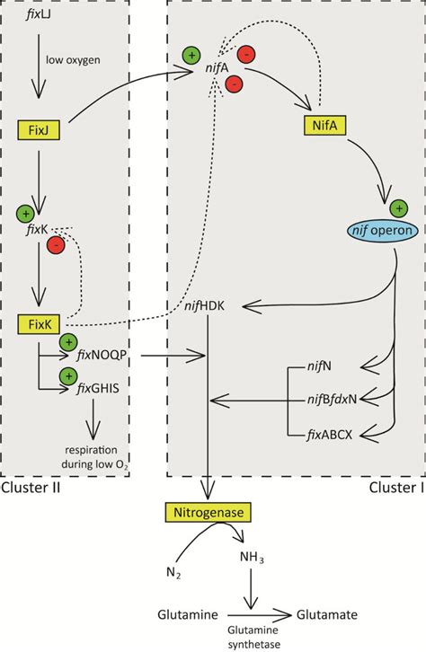 Schematic diagram showing regulation of nitrogen fixation in rhizobia ...