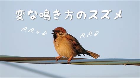 スズメの変な鳴き声がかわいい｜sparrow - YouTube