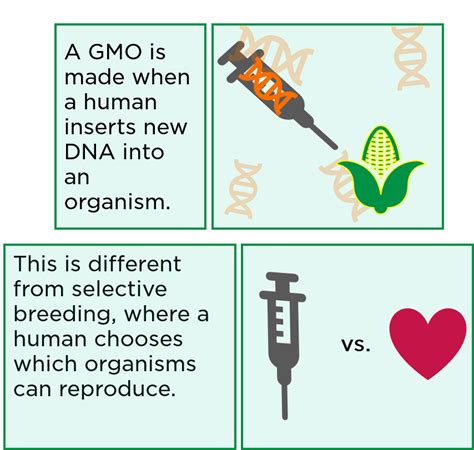 Top 186+ Examples of gmo plants and animals - Merkantilaklubben.org