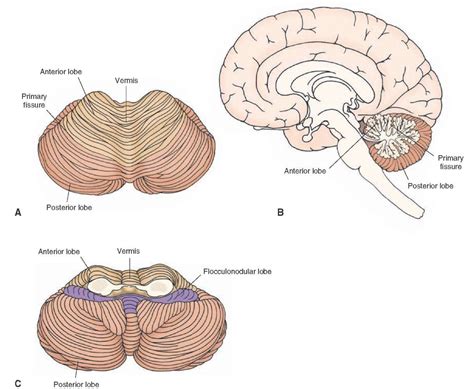 Brainstem II: Pons and Cerebellum Part 2 | Infografia psicologia, Infografia, Neuroanatomia