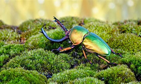 Reconstructing 300 million years of beetle evolution - Earth.com