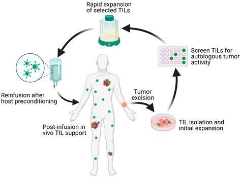 Cells | Free Full-Text | Adoptive T Cell Therapy for Solid Tumors: Pathway to Personalized ...