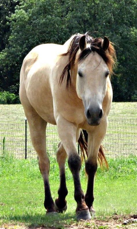 Stunning Light Buckskin Horse