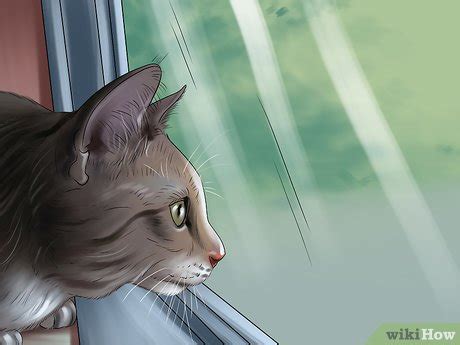 How to Get Rid of Harvest Mite Infestations in Cats: 10 Steps