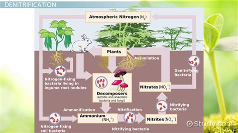 Denitrification in Nitrogen Cycle | Definition & Examples - Lesson ...