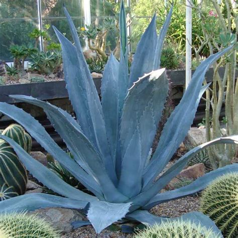 Agave americana | Kiefer Nursery: Trees, Shrubs, Perennials