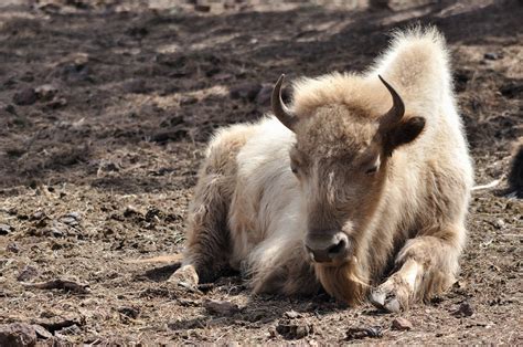 White Bison | ap0013 | Flickr