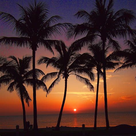 Beach Sunrise Between Palms | A LITTLE ABOUT FLORIDA PALM TR… | Flickr