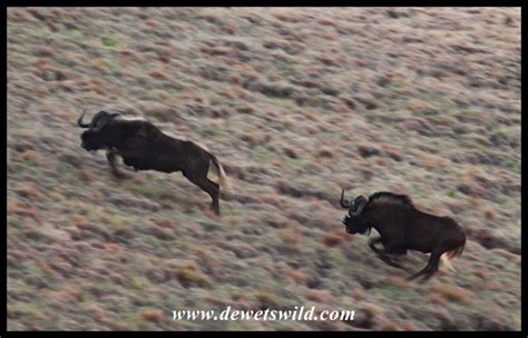 Golden Gate Highlands National Park | de Wets Wild | Page 4