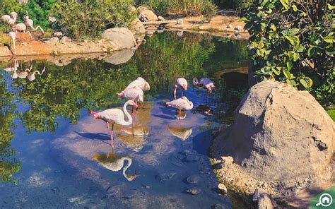 Al Ain Zoo: Tickets Prices, Safari Attractions, Timings & More! - MyBayut