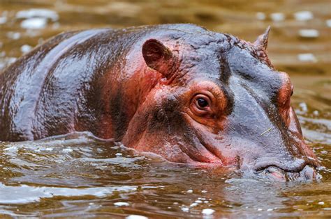 Hippo Full HD Wallpaper and Background Image | 2560x1704 | ID:245357