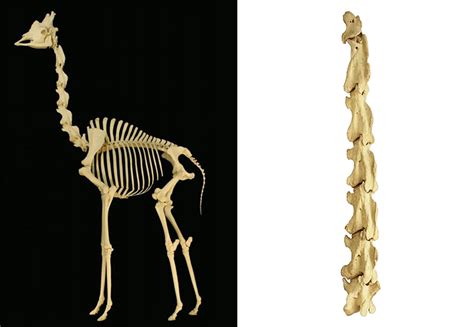 How Necking Shaped the Giraffe - Nautilus