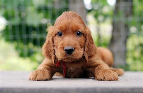 Irish Setter (Red Setter): Dog Breed Characteristics & Care