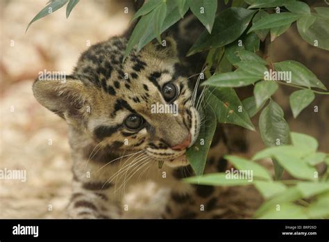 Clouded Leopard Cubs