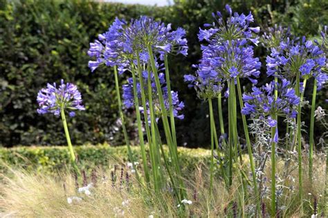 10 Plants for Sandy Soil - BBC Gardeners World Magazine