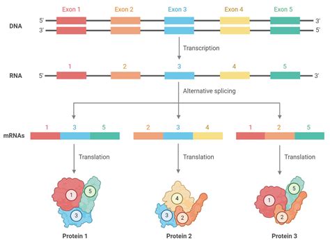 RNA Splicing- Definition, process, mechanism, types, errors, uses