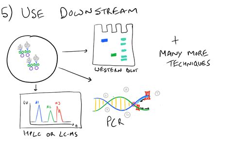 Immunoprecipitation IP Downstream applications - SciGine