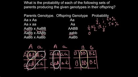 What is the probability to get specific genotype as result of the cross ...