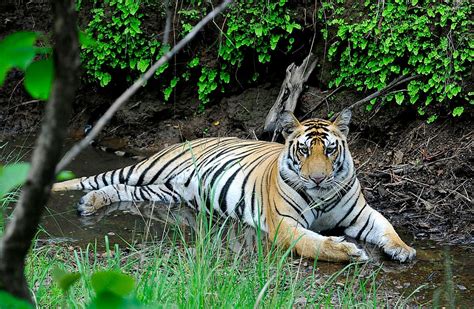 How India Is Conserving Endangered Tigers In A World Where Wildlife Is Fast-Disappearing ...