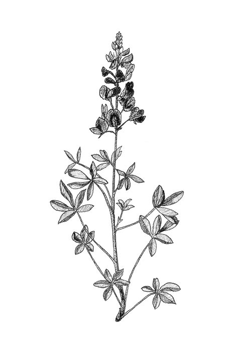 Bluebonnet Botanical Illustration Botanical Wall Art Black - Etsy ...