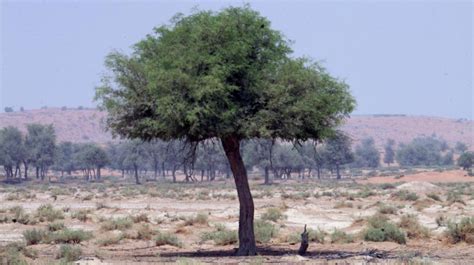 Design dilemma: why aren’t we planting more ghaf trees in the UAE? - The National | Tree ...