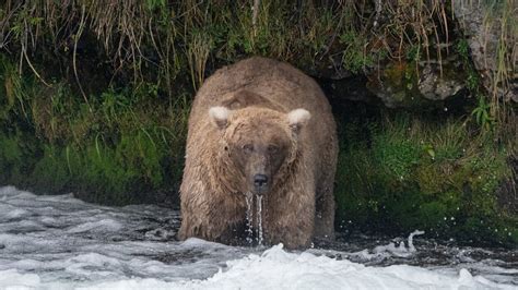 Fat Bear Week winner is revealed. She's a rebel. | Mashable