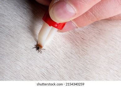 Removing Tick Dog Tick Parasite Removal Stock Photo 2154340259 | Shutterstock