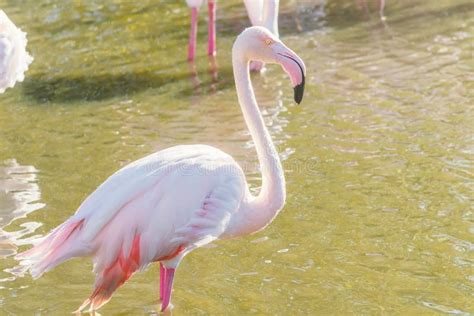 Pink Flamingo, Greater Flamingo in Their Natural Environment Phoenicopterus Roseus Stock Image ...