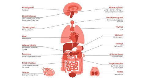 Hormone Imbalance in Women - Your Complete Guide