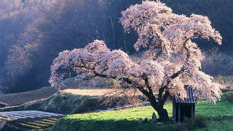 Pink Cherry Blossom Tree Wallpaper