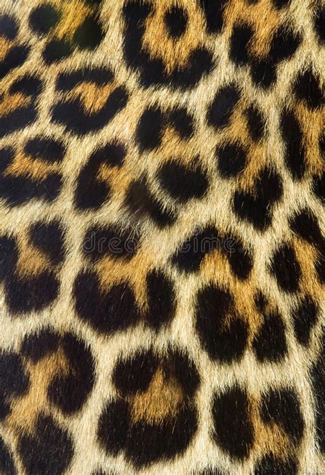 Real Leopard Skin Rug - Glory Zeb