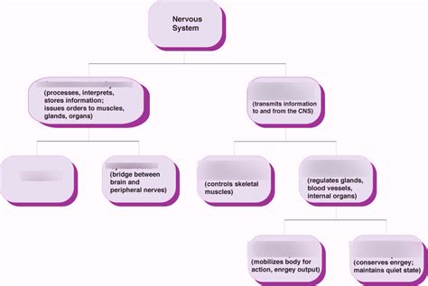 Peripheral Nervous System Flowchart