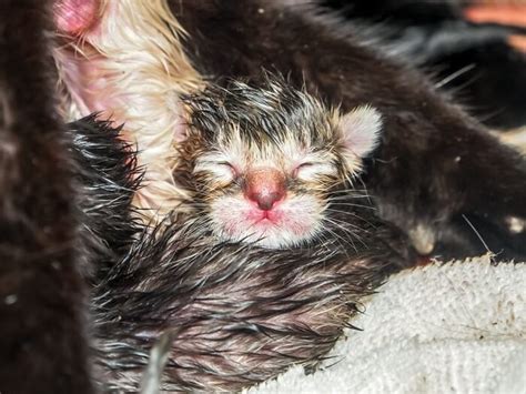 Cat Giving Birth: Stages Of Labor & How to Help - Cats.com