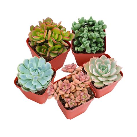 Colorful Succulents - Etsy