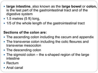 Large intestine ANATOMY | PPT