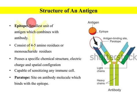 Antigens & Antibodies- All you have to know | PPT