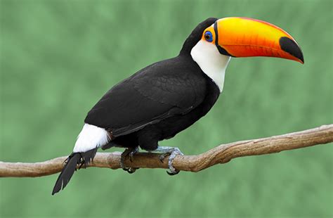 Toucan | Discover Animals