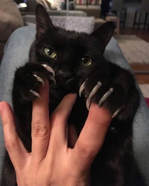 25+ Of The Most Scarily Cute Cats Showing Off Their Claws | Catlov