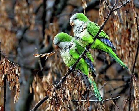 Monk Parakeets #2 Photograph by Frank Cirone - Fine Art America