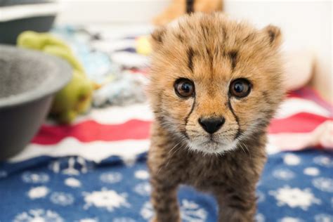 Tanganyika Wildlife Park Welcomes Cheetah Cubs