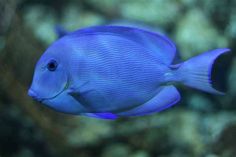 Atlantic Blue Tang - Care | Reef Safe | Tank | Juvenile | Color - SeaFish