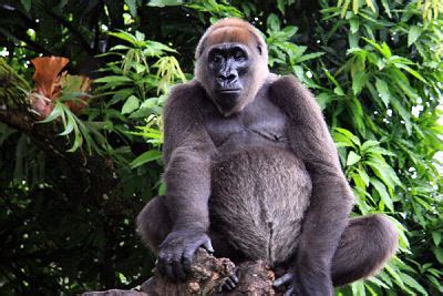 The Cross River Gorilla — the World’s Rarest Gorilla 18-31