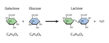 Lactose Formation. Glycosidic Bond Formation From Glucose And Galactose.